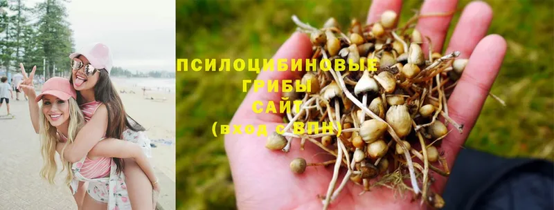 Галлюциногенные грибы MAGIC MUSHROOMS  наркота  Белая Холуница 